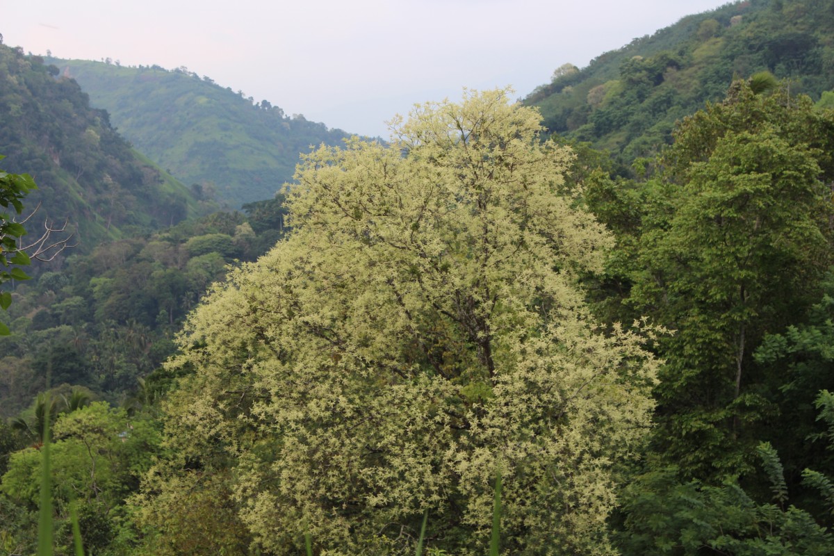 Chloroxylon swietenia DC.